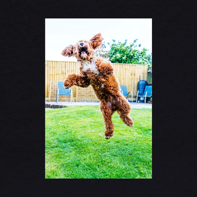 Crazy Cockapoo Puppy by tommysphotos